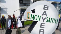 De l’héroïne au glyphosate: trois choses à savoir sur Bayer et Monsanto
