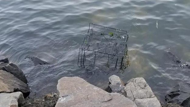 Un jeune pitbull était enfermé dans une cage à marée montante, il a été sauvé par une passante