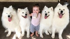 Une mère australienne reçoit de l’aide pour élever deux tout-petits de quatre chiens samoyèdes