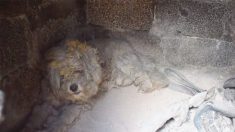 Miracle : après un incendie dévastateur, une femme trouve un chien abrité dans un four à briques extérieur