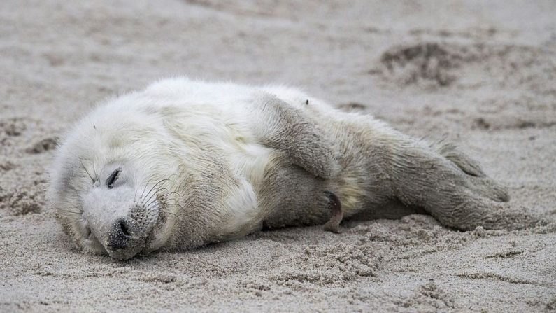 (Crédit photo : JOHN MACDOUGALL - AFP - Getty Images)