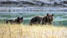 Un juge américain bloque une chasse au grizzli près du parc Yellowstone