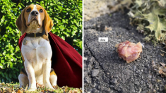 Bordeaux – Un couple découvre des boulettes de viande piégées avec des clous en promenant leur chien