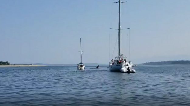 Dans le port de l’île de Vancouver, une orque fait quelque chose d’incroyable !