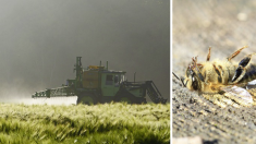Pesticides : les néonicotinoïdes, tueurs d’abeilles, interdits en France à partir du 1er septembre