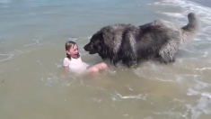 Une petite fille se fait recouvrir par une vague, la réaction de son chien est étonnante
