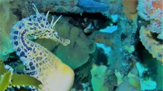 Deux hippocampes flirtent près d’un corail et affichent de belles couleurs