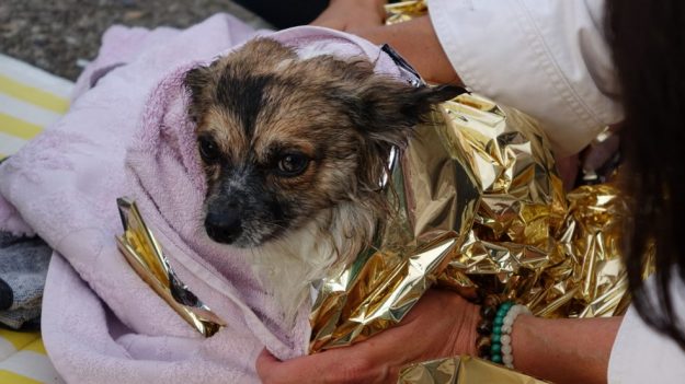 Au Havre, un adolescent sauve une chienne de la noyade – maintenant elle a enfin retrouvé son foyer