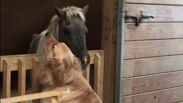 Un labrador golden retriever réconforte un cheval de sauvetage avec des câlins