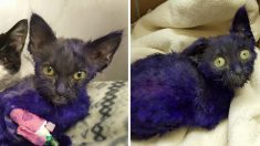 Un chaton teint en violet et couvert de blessures avait servi de jouet à mâcher pour un chien – quel beau chat aujourd’hui !