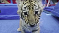 La venue d’un bébé tigre dans une boîte de nuit de Haute-Vienne annulée par l’intervention de la fondation Brigitte Bardot