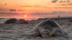 122 tortues marines retrouvées mortes sur des plages mexicaines du Chiapas