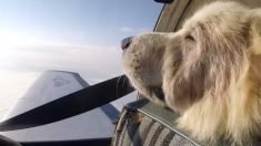 Le vol vers la liberté de Woody, un chien errant malade – il a échappé de justesse à l’euthanasie