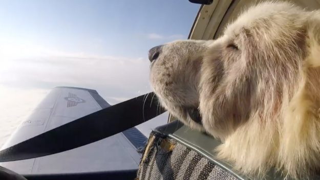 Le vol vers la liberté de Woody, un chien errant malade – il a échappé de justesse à l’euthanasie