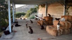 Un poste de gardien de chats sur une île paradisiaque devient l’un des articles les plus viraux de l’histoire du net