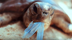 La Nouvelle-Zélande interdit progressivement les sacs plastique à usage unique