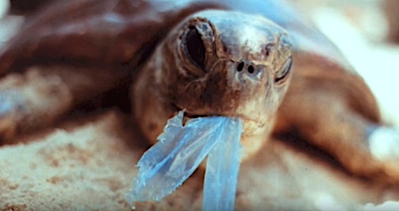 L'épidémie de déchets plastiques tuent la vie marine comme les cétacés, poissons, tortues...(Capture d’écran MrlSEPP YouTube)