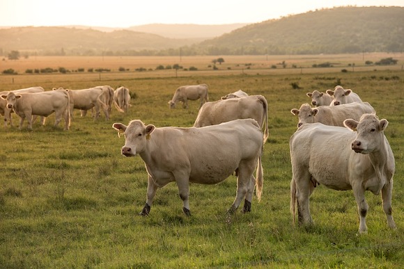 Course-poursuite entre 16 vaches et l'une des voleuses. (Photo : Pixabay)