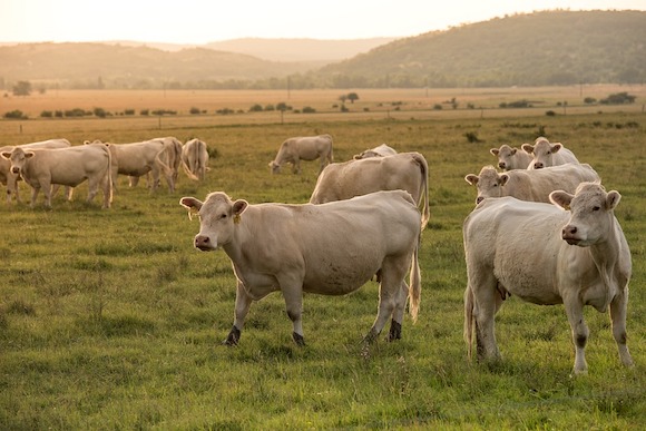 Elle s'enfuit d'une voiture volée, des vaches la prennent en chasse