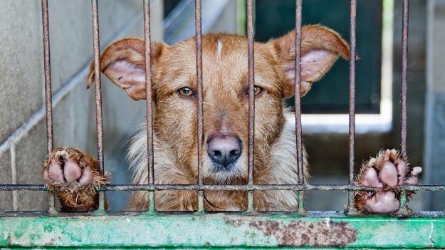 Une amende de 30 000 € et deux ans de prison pour abandon de son chien – Un crime très répandu tout au long de l’année mais surtout l’été