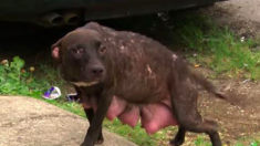Une chienne en lactation sauvée à seulement 6 mètres de la maison où vivaient son propriétaire et ses chiots