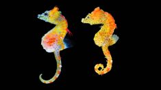 Des scientifiques japonais découvrent une minuscule nouvelle espèce d’hippocampes de la taille d’un grain de riz
