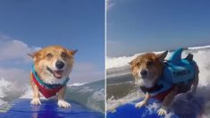 Après avoir vécu un traumatisme, ce chien a repris goût à la vie grâce au surf… et c’est devenu une star !