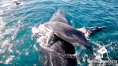 Un banc de dauphins sauve la vie d’un baleineau à bosse en protégeant la maman