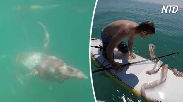Un homme sur son paddleboard est pris en otage par un poulpe géant – c’est inquiétant