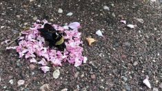 Des fourmis entourent un bourdon inerte avec des fleurs dans un étrange « rituel »