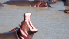Au Kenya, un hippopotame tue un touriste taïwanais et un autre est blessé