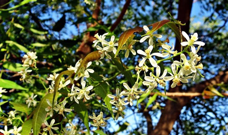 Le margousier ou neem (Azadirachta indica), est connue en Inde pour ses propriétés antifongiques. (Pxhere)