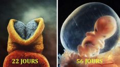 Le miracle de la vie : de magnifiques photos des premiers moments de la vie humaine montrent comment nous sommes nés
