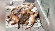 PETA fustige la Chine pour des amas de chiens morts jetés dans la rue