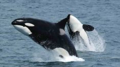 Tahlequah, la maman orque, a finalement laissé partir son petit