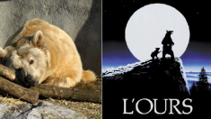 Une pétition pour arracher Kiwi, oursonne-star du film « L’Ours », à sa triste condition au zoo de Dunkerque