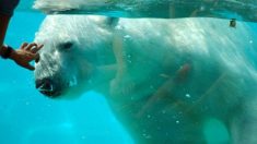 Olaf, ours blanc vedette du Zoo d’Amnéville, est mort de vieillesse à l’âge de 31 ans