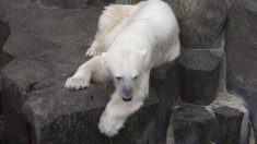 Antibes : Une pétition pour évacuer les deux ours polaires en souffrance du Marineland réunit 130 000 signatures