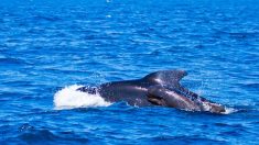 Depuis 15 jours, Tahlequah, la femelle orque, ne lâche pas son bébé mort-né