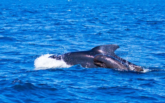 Tahlequah est une orque femelle en deuil depuis 15 jours pousse toujours son bébé baleineau (Photo : Pixabay)
