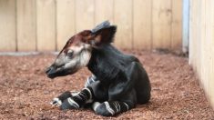 Un bébé okapi a vu le jour au zoo de Beauval