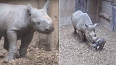 Royaume-Uni : une femelle rhinocéros noir, en danger critique d’extinction, accouche d’un merveilleux bébé devant le public