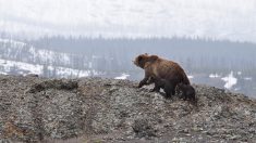 Alaska : un homme et son fils massacrent une ourse et ses petits, mais tout est enregistré en vidéo