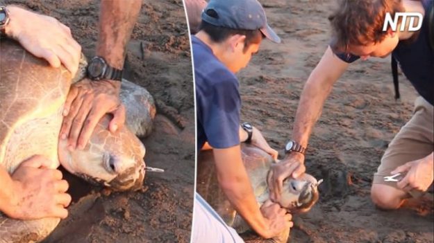 Des biologistes viennent en aide à une tortue avec une fourchette en plastique enfoncée dans le nez. Ils la tiennent et saisissent des pinces