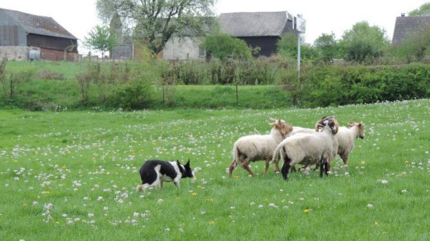 Aisne : Une nouvelle façon de tondre le gazon, une association remplace les tondeuses par des moutons