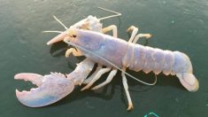 Un « homard fantôme » ultra rare attire l’attention quand un pêcheur du Maine l’attrape