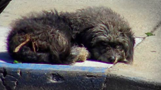 Un chien solitaire retrouve un nouveau souffle après son sauvetage des rues de Los Angeles