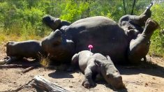 Les photos bouleversantes d’un rhinocéros orphelin mettent en évidence une situation tragique