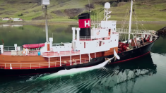 Millionnaire et tueur de baleines : le magnat de la chasse à la baleine islandais Kristján Loftsson a reçu l’autorisation de harponner 191 rorquals communs pour l’année 2018