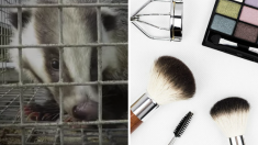 Chine : les blaireaux victimes de cruauté pour fabriquer nos pinceaux de maquillage